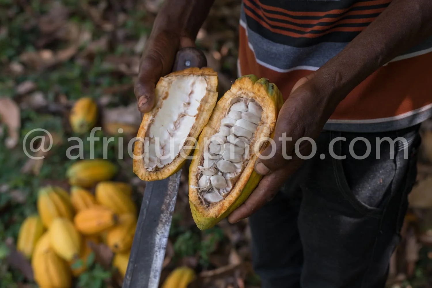 Africa photo — Une personne tient deux cabosses de cacao coupées en deux, montrant l'intérieur avec des fèves blanches et une pulpe blanche, dans un e