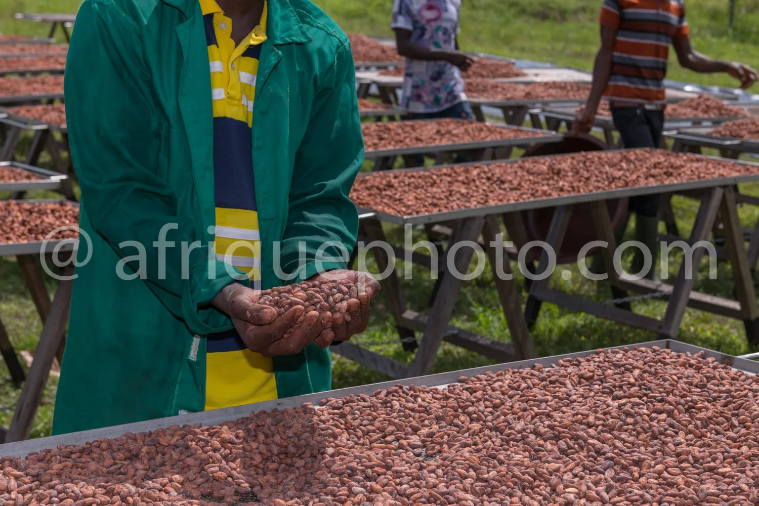 Africa photo — Une personne en tenue verte et jaune tient dans ses mains une poignée de fèves de cacao brun-rougeâtre. À l’arrière-plan, plusieurs tab