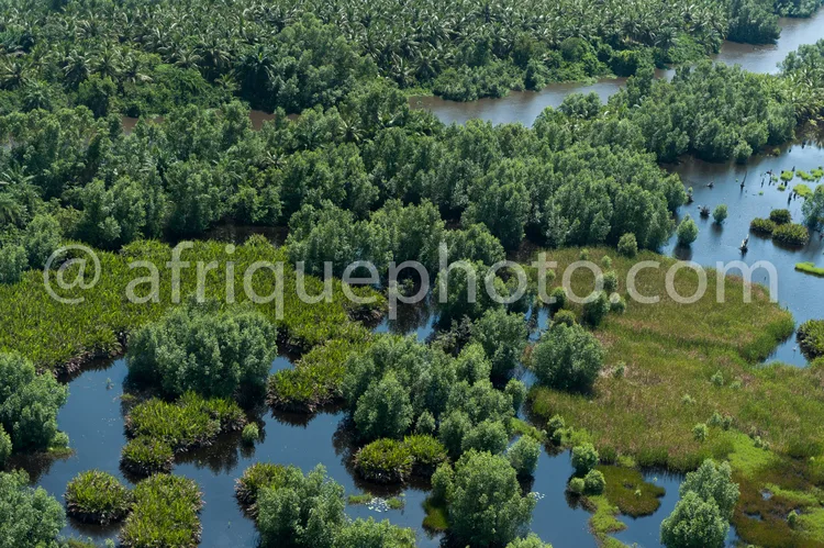 Africa photo — Vue aérienne d’un marais tropical où des arbres et des buissons émergent partiellement d’un plan d’eau peu profond, formant un paysage