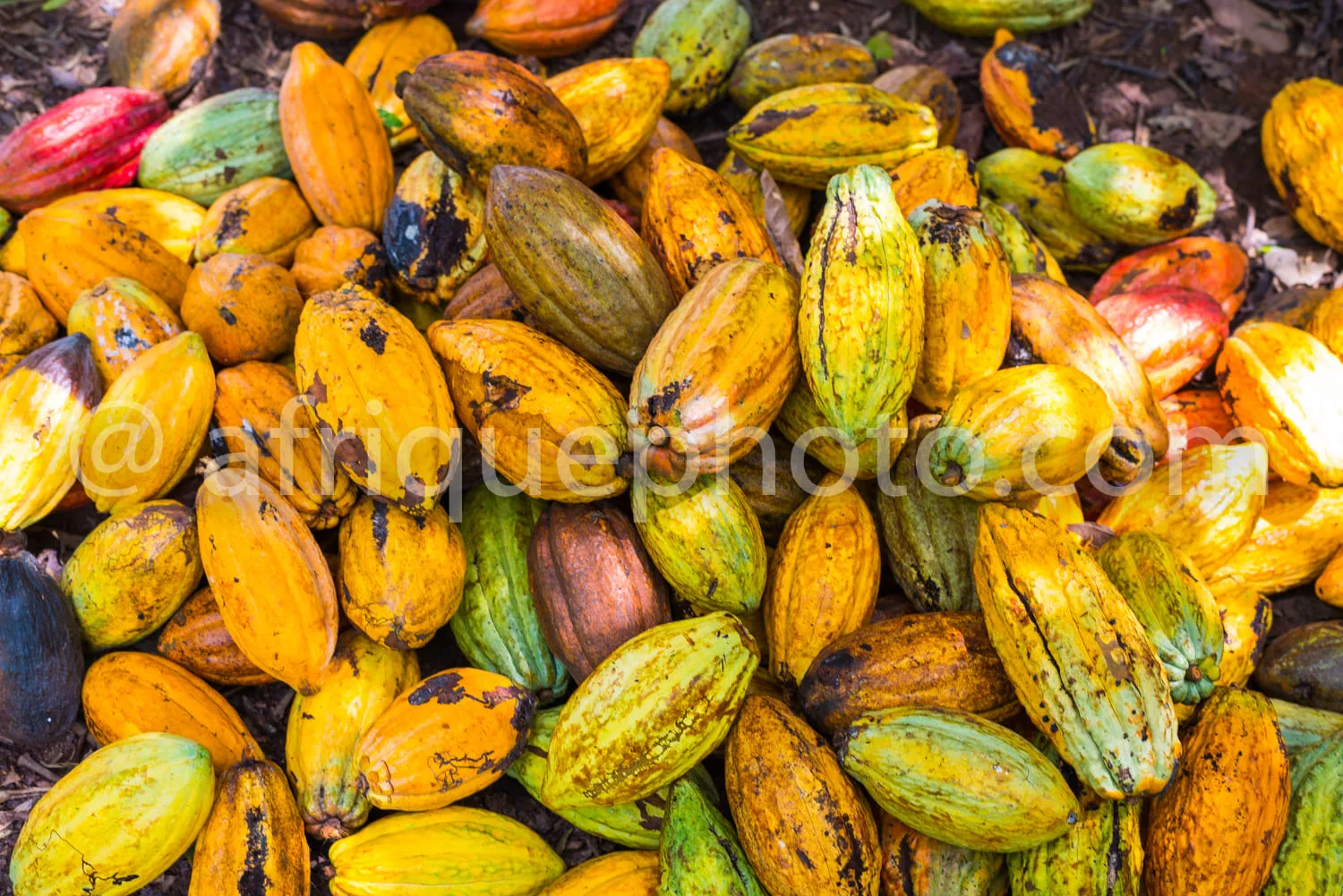 Africa photo — Un amas de cosses de cacao de différentes couleurs : jaune vif, vert foncé et brunâtre, certaines ouvertes montrant leur intérieur, pos