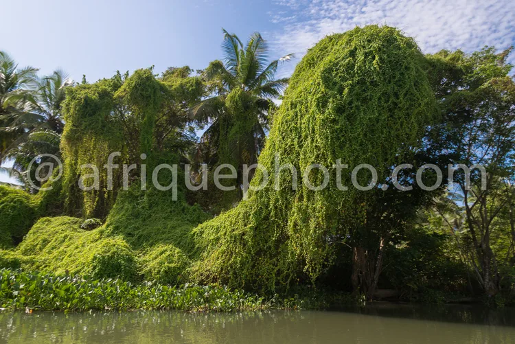 Africa photo — Une scène naturelle où une végétation luxuriante, composée de lianes retombantes, de palmiers et d'arbres feuillus, entoure un plan d'e