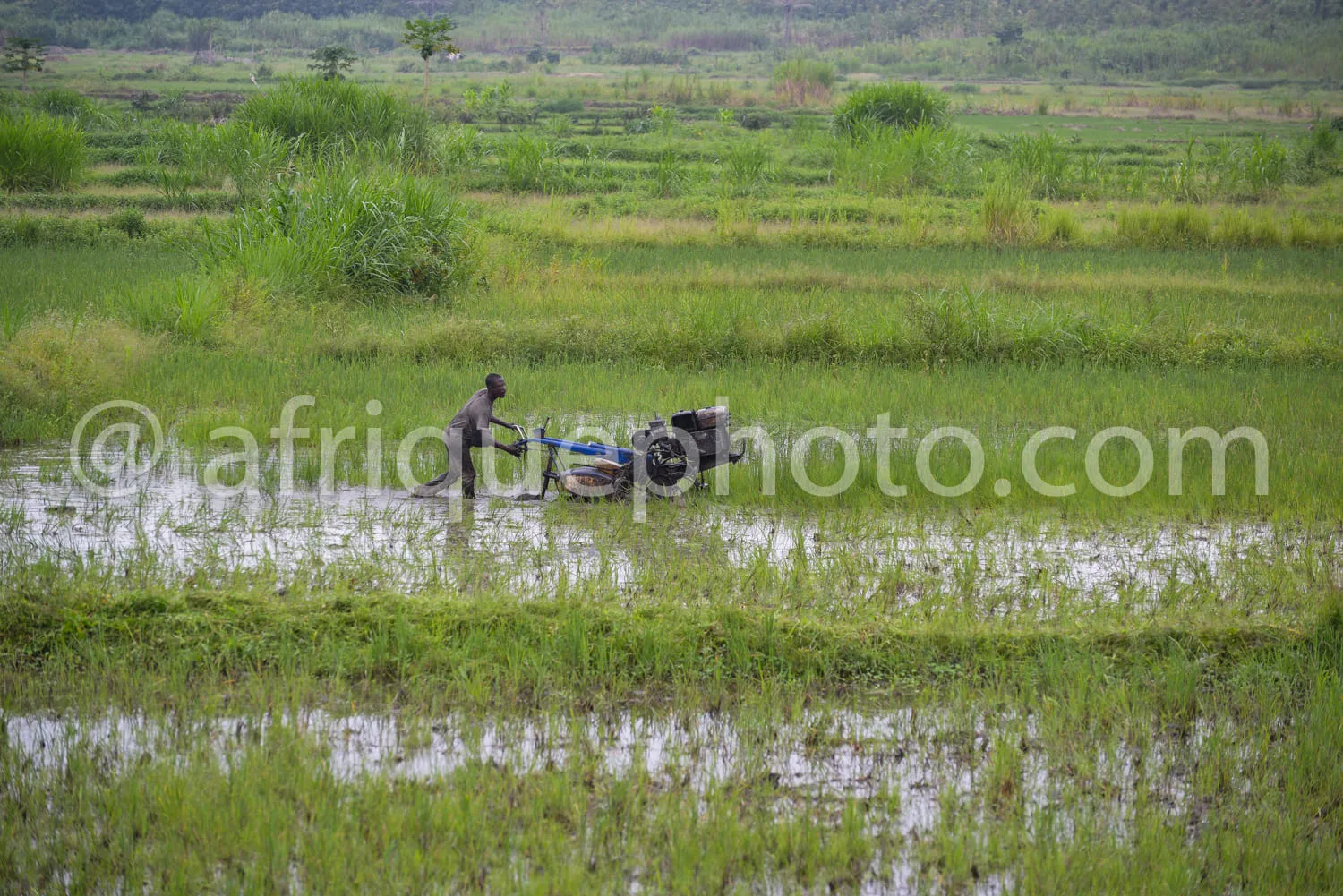 Africa photo — Un homme conduit une moto-culteuse bleue dans une rizière inondée, entourée de champs verts et de végétation. Le paysage montre des par