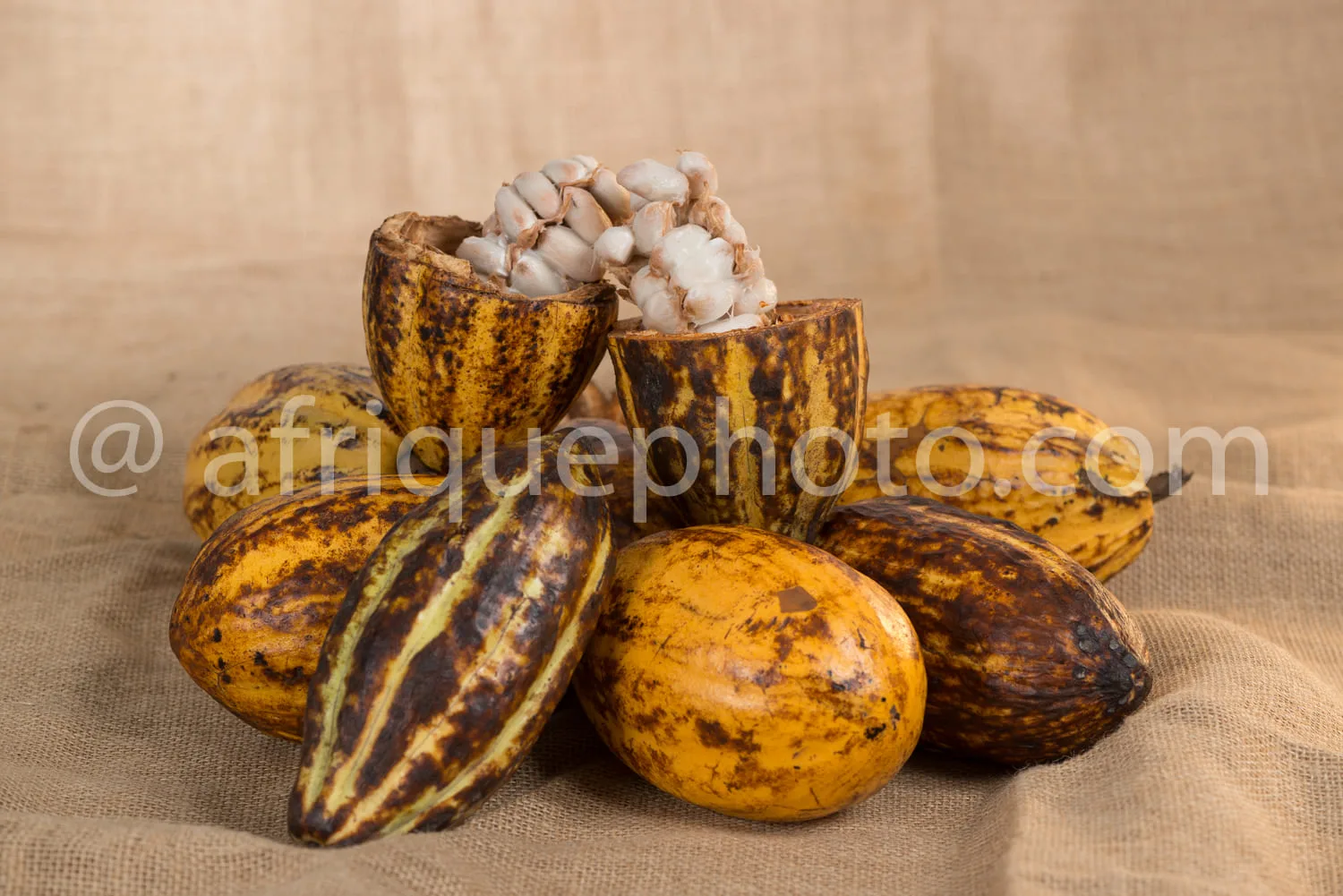 Africa photo — Deux coques de cacao ouvertes révélant des graines blanches et rondes, entourées de plusieurs coques fermées de forme ovale et de coule