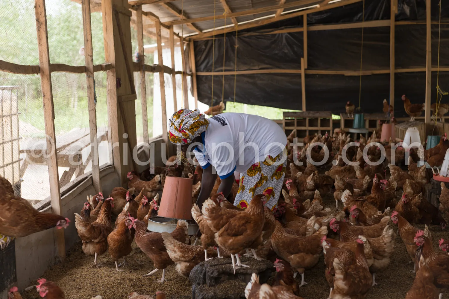 Africa photo — Une personne vêtue d’un t-shirt blanc et d’un tissu coloré sur la tête se penche pour nourrir un groupe de poules dans un poulailler en