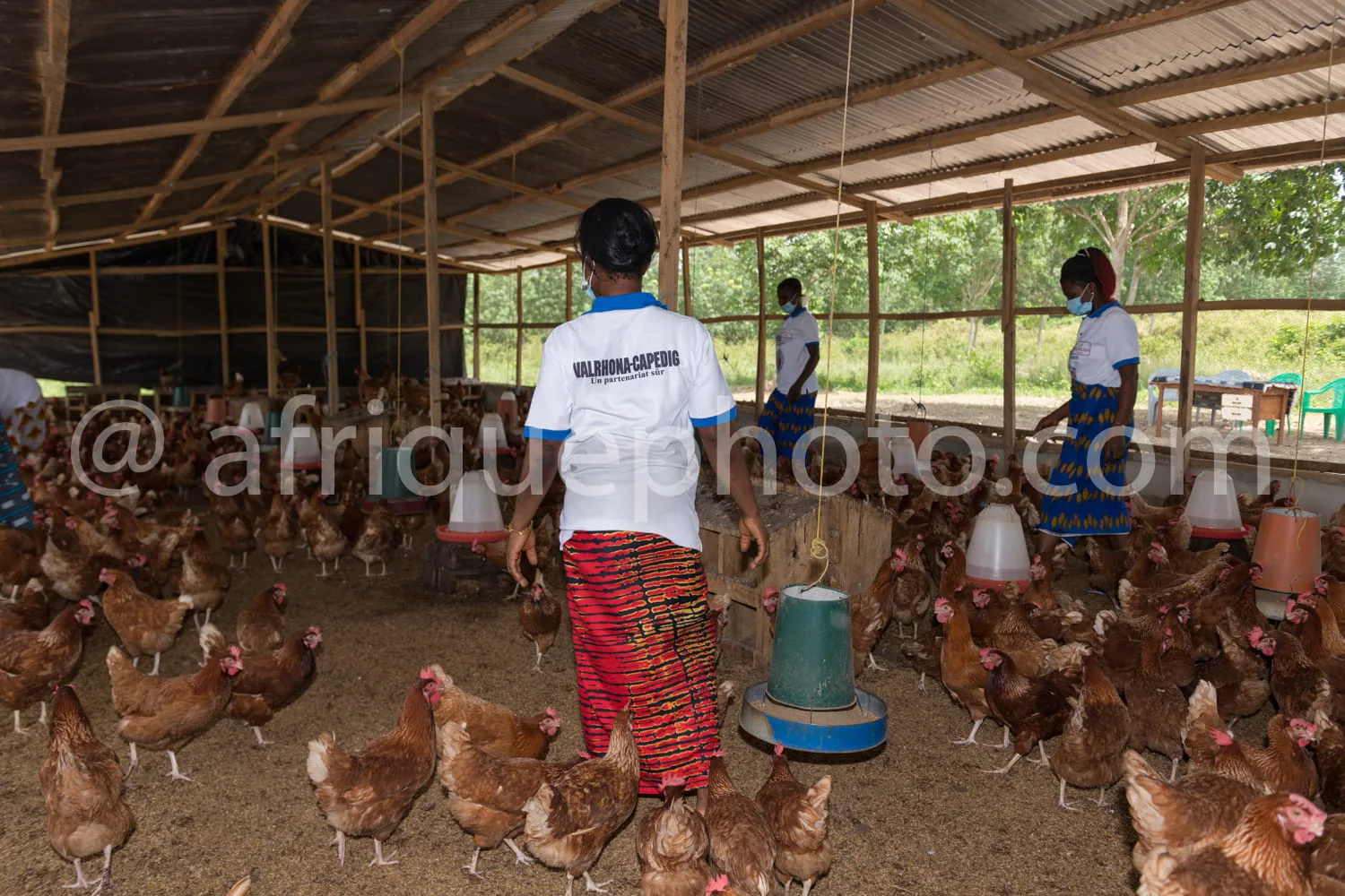 Africa photo — Une personne vue de dos, vêtue d’un t-shirt blanc avec un logo et d’un pantalon coloré, distribue des grains aux poules dans un poulail