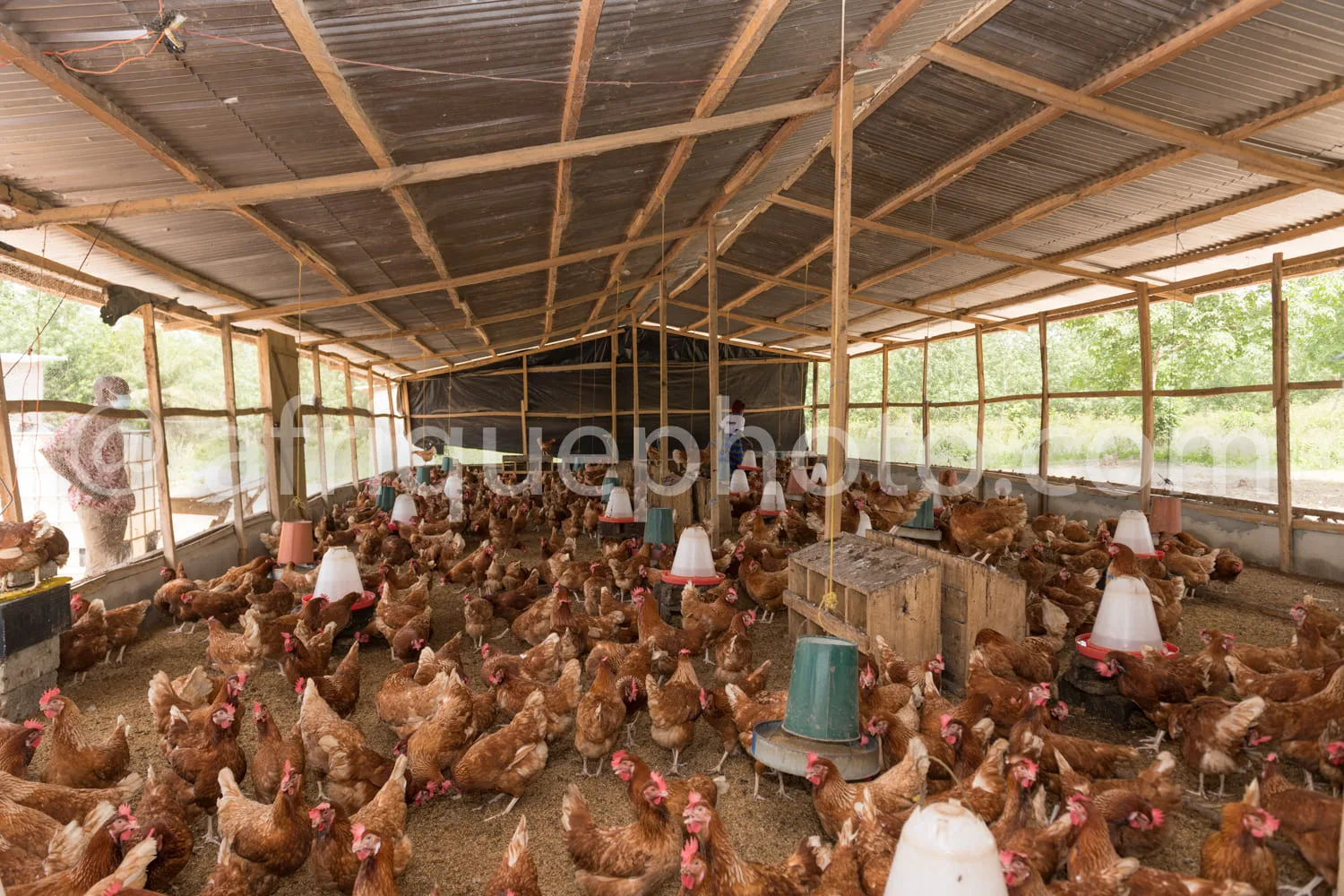 Africa photo — Un poulailler en bois avec une toiture en tôle ondulée abritant une centaine de poules de différentes races, picorant sur un sol recouv