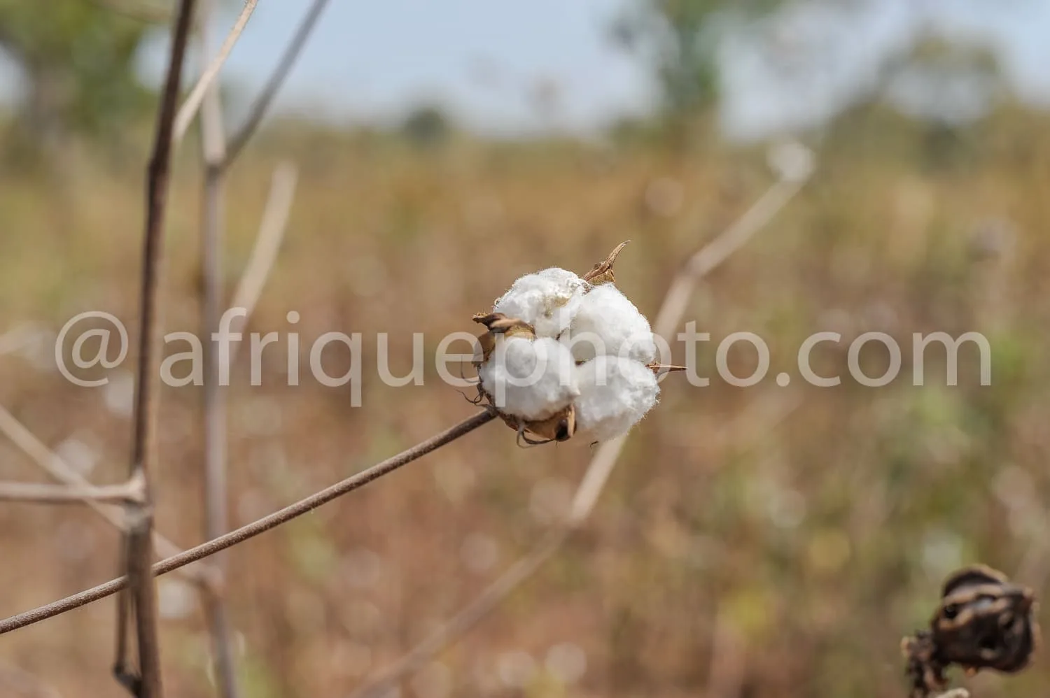 Africa photo — Une capsule de coton blanc et duveteux accrochée à une fine tige sèche, entourée d'un champ aux herbes sèches et jaunies