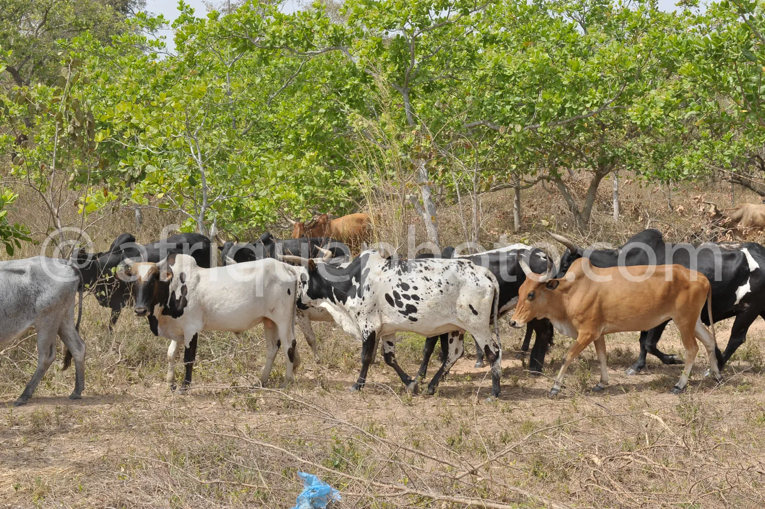 Africa photo — Un groupe de sept vaches de différentes couleurs, dont une grise, une blanche et noire, une pie et une marron, broutent paisiblement da