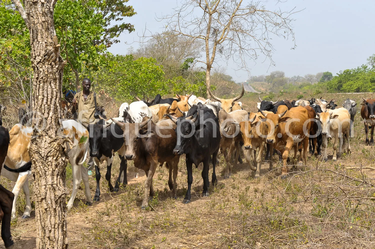 Africa photo — Un homme en tenue traditionnelle se tient près d’un arbre et guide un groupe de vaches de différentes couleurs (noires, blanches, brune