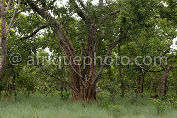 Africa photo — Un arbre imposant aux branches torsadées et à l’écorce épaisse se dresse au centre d’une savane verdoyante, entouré de hautes herbes et