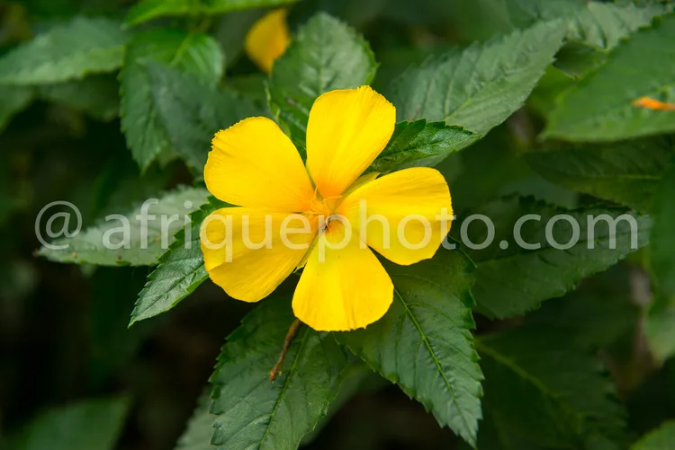 Africa photo — Une fleur jaune vif à cinq pétales, entourée de feuilles vertes et légèrement dentelées, en pleine floraison.