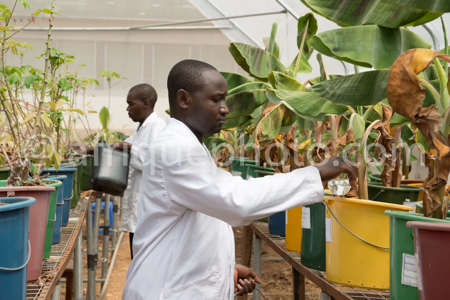 Africa photo — Un technicien vêtu d'une blouse blanche se penche pour arroser des plantes dans une serre, entouré de bacs colorés contenant des végéta