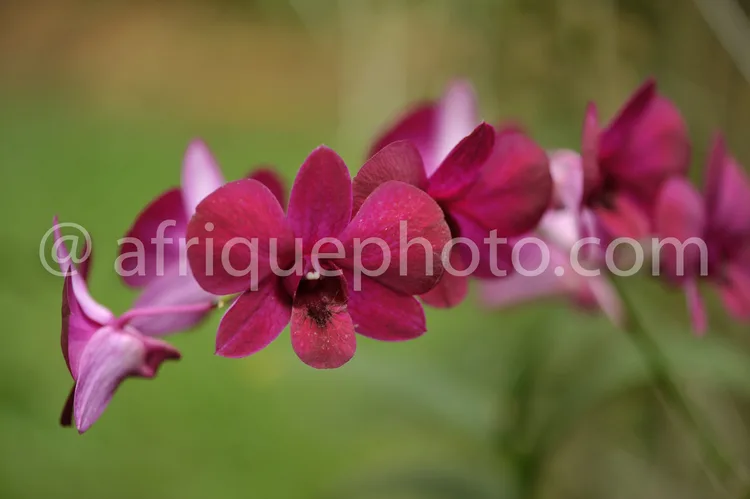 Africa photo — Une orchidée aux pétales pourpres et blancs légèrement flétris, avec des détails de texture et de forme des fleurs en gros plan sur fon
