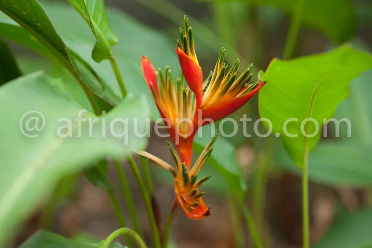 Africa photo — Une fleur rouge vif aux étamines dorées et pointues, entourée de feuilles vertes et charnues, en train de s'épanouir dans un environnem
