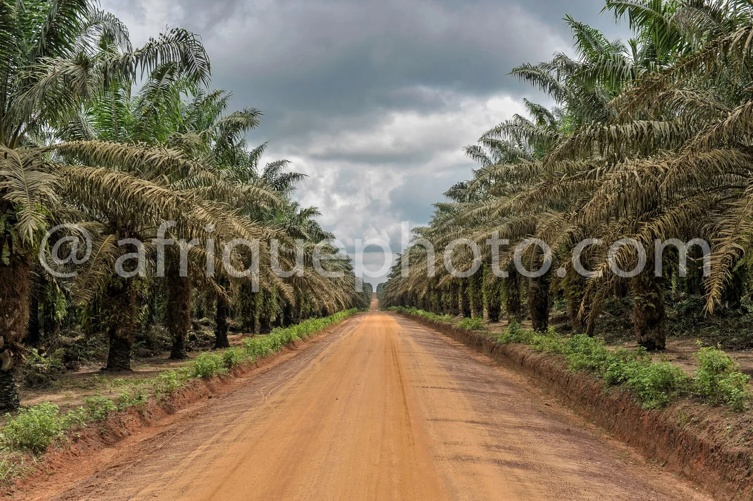 Africa photo — Une large allée en terre battue traverse une plantation de palmiers à huile, bordée de rangées de palmiers de chaque côté sous un ciel