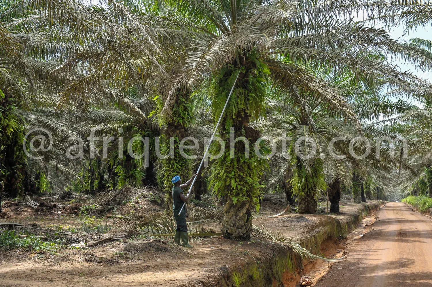 Africa photo — Un ouvrier en tenue de protection, coiffé d'un casque bleu, utilise un long bâton pour récolter des régimes de palme dans une plantatio