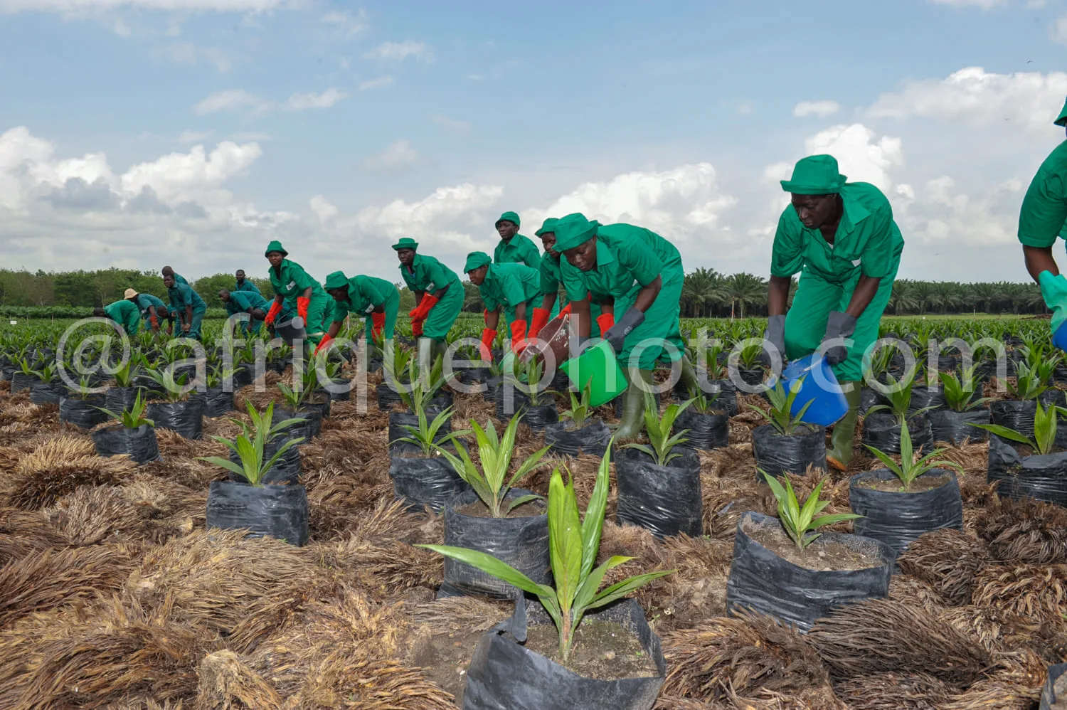 Africa photo — Un groupe de personnes vêtues de tenues vertes et de gants, travaillant ensemble dans un champ pour planter des jeunes plants de palmie