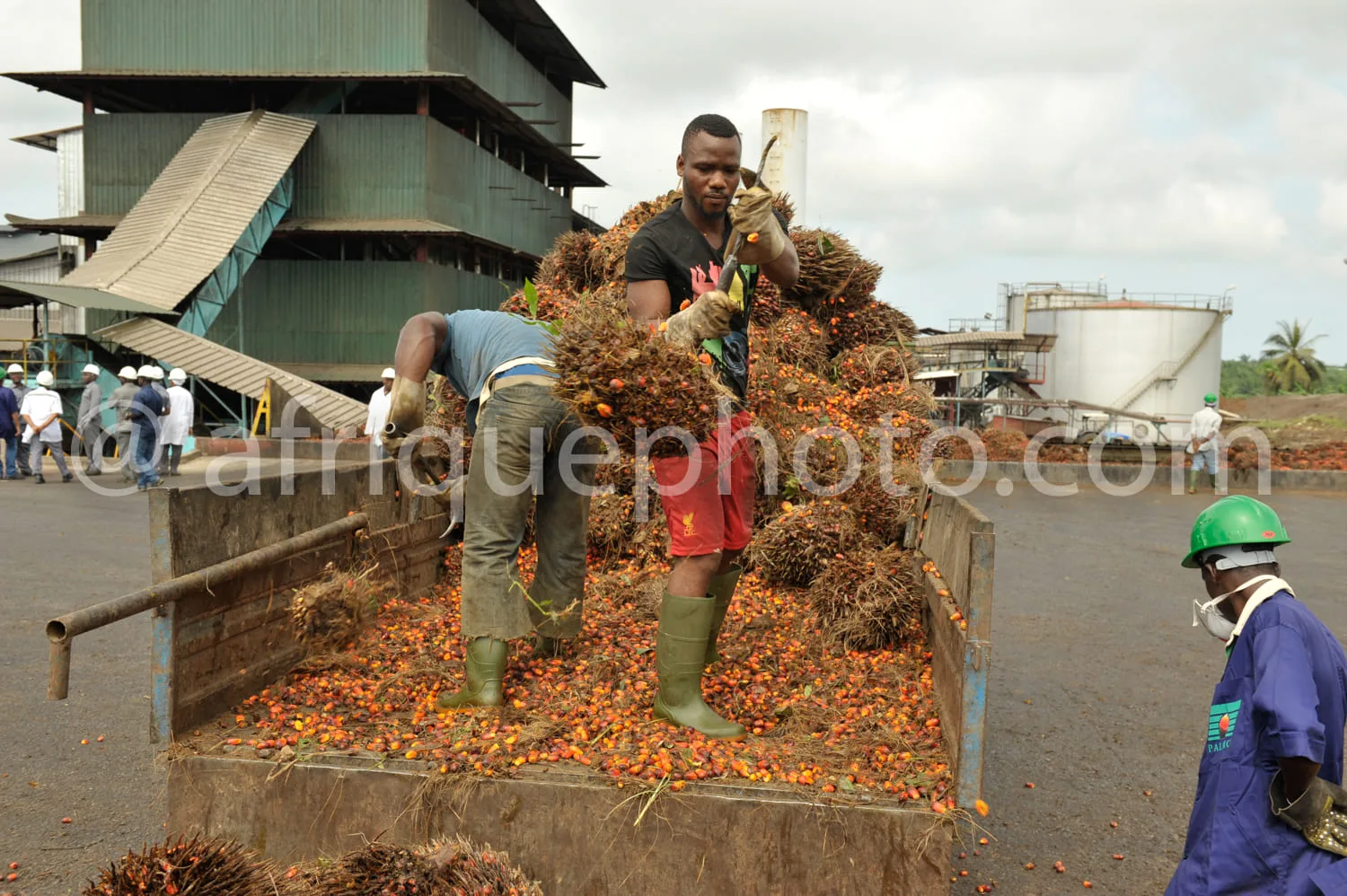 Africa photo — Deux ouvriers en tenue de protection, dont l’un porte des gants et des bottes, manipulent des graines de palmier fraîchement récoltées