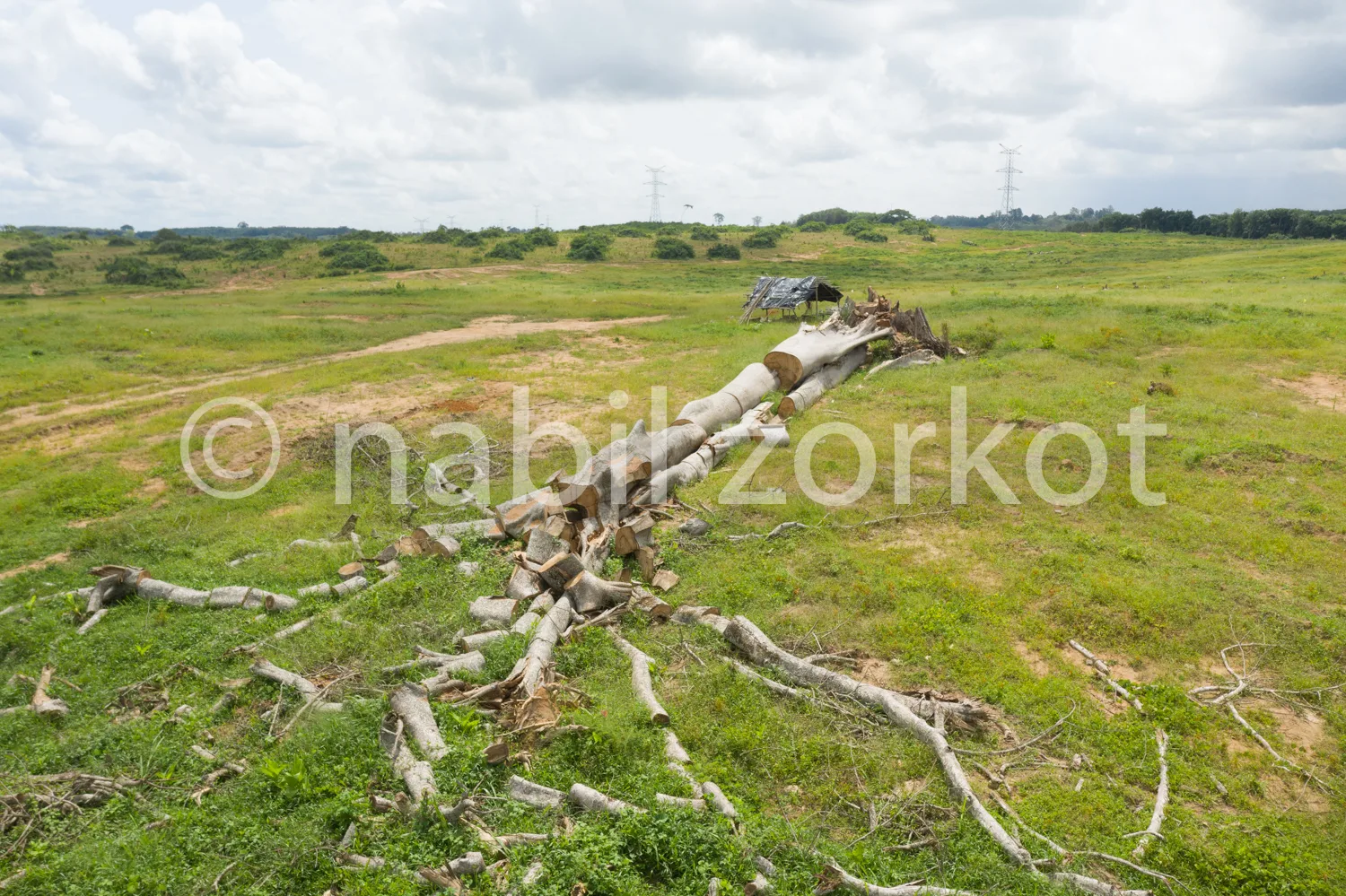 Africa photo — Un arbre déraciné gît au premier plan, ses racines aériennes exposées sur un sol herbeux. À l’arrière-plan, une vaste étendue verte ave
