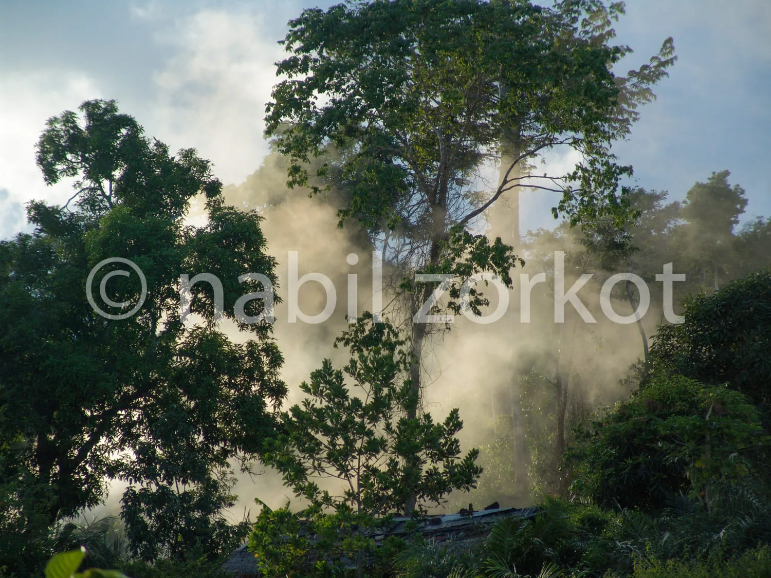 Africa photo — Un épais brouillard s'élève entre les troncs et les branches d'un sous-bois dense, créant une atmosphère mystérieuse et enveloppante