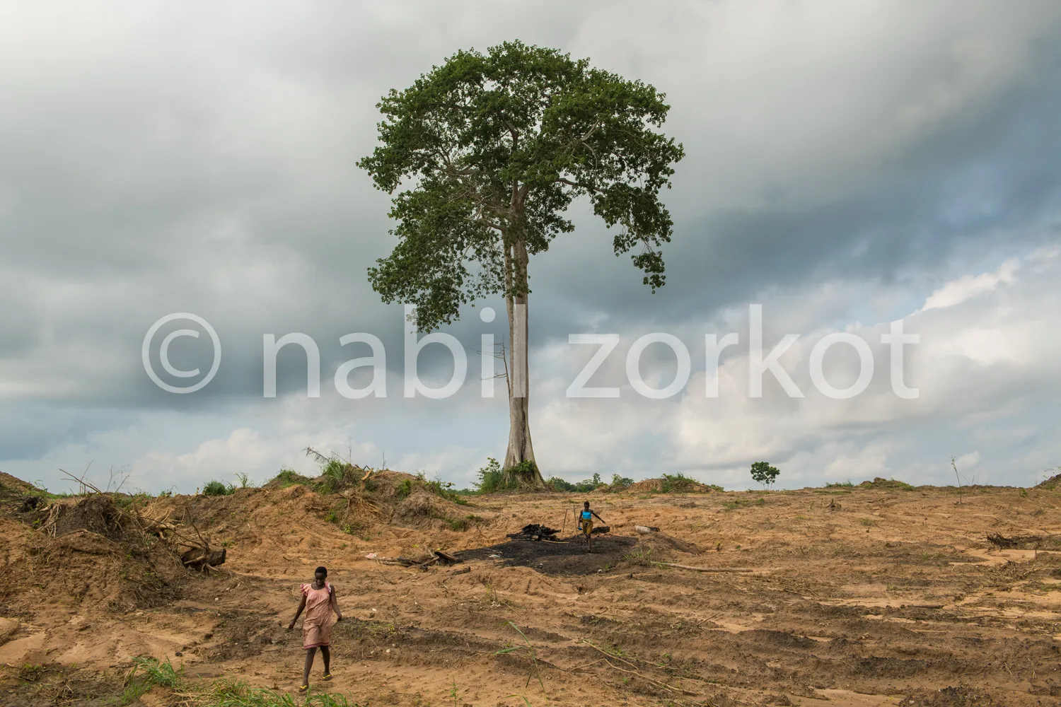 Africa photo — Un arbre imposant se dresse au centre d’un terrain sec et aride, avec deux personnes en mouvement : l’une marche vers la gauche, vêtue