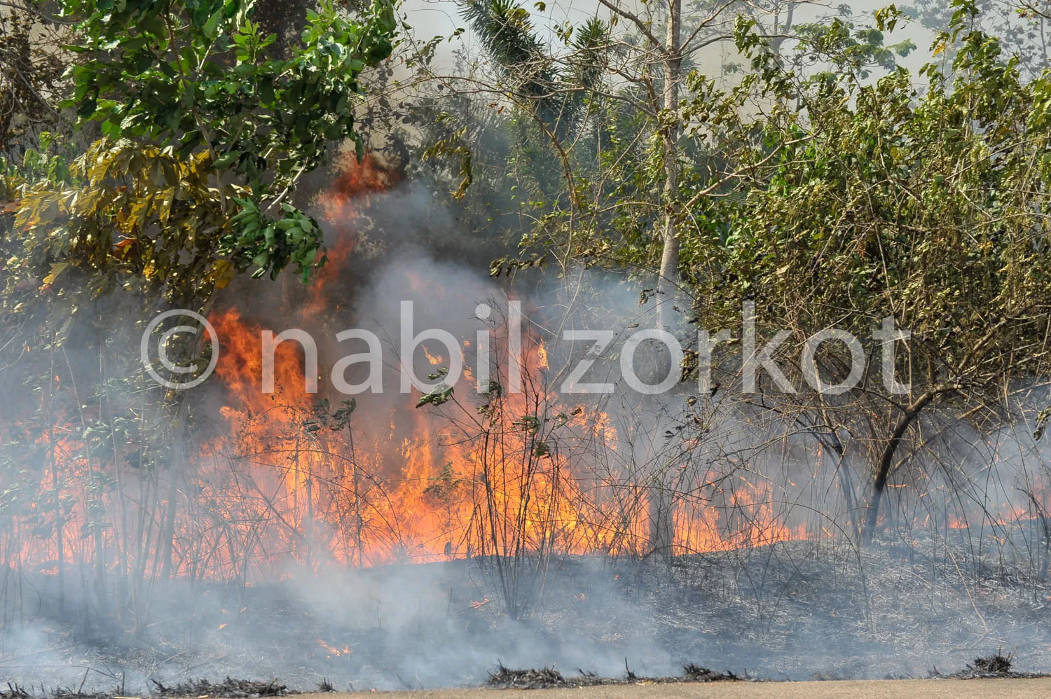 Africa photo — Une forêt en feu avec des flammes hautes et une épaisse fumée grise enveloppant les arbres et les buissons environnants