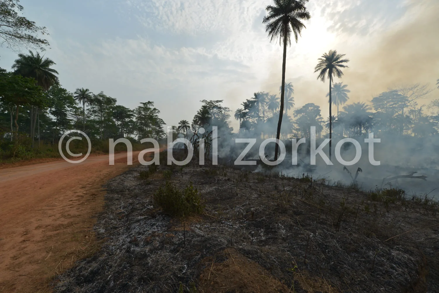 Africa photo — Une route poussiéreuse bordée de végétation en feu, avec des palmiers imposants en arrière-plan et une légère fumée s'élevant dans un c