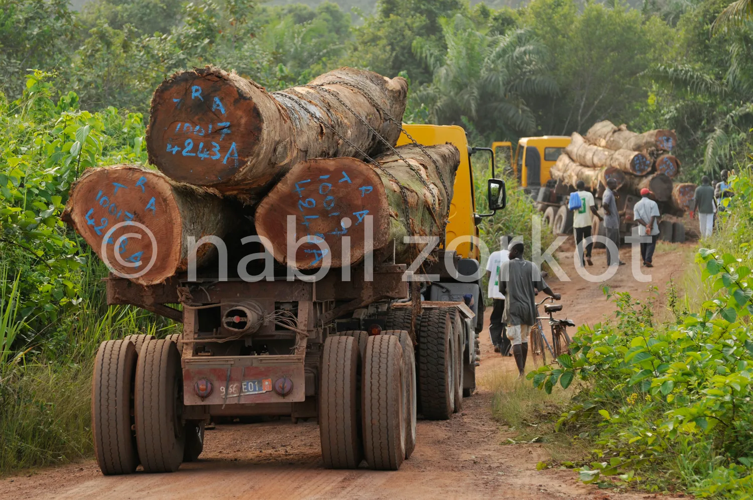 Africa photo — Un camion jaune transporte plusieurs grosses grumes de bois marquées de numéros et de lettres, circulant sur une piste forestière en te